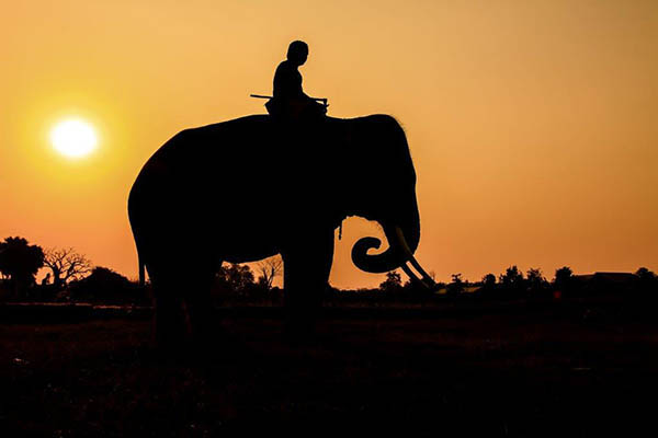 Homem sentado em elefante em África a ilustrar a diarreia do viajante