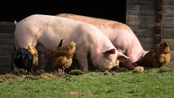 Porcos e galinhas no campo