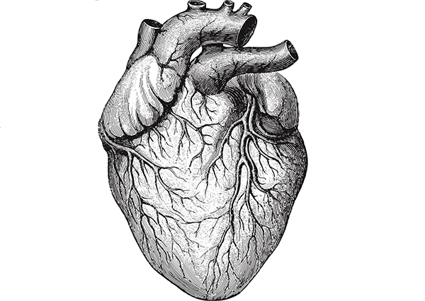 Coração humano desenhado a preto e branco