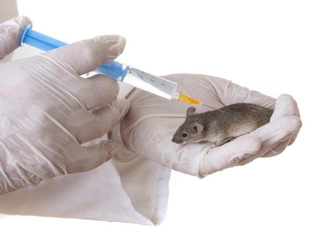 Cientistas curam obesidade e diabetes tipo 2 em testes com ratos ...