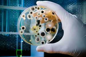 Mão a segurar placa de petri com cultura de fungos