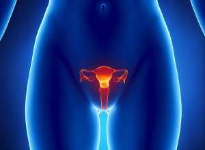 Aparelho genital feminino