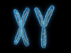 Cromossoma X