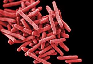 Cuidados em Casa - Conhecida popularmente como lepra, a hanseníase é uma doença milenar, causada pela bactéria Mycobacterium Leprae e transmitida principalmente por via respiratória. A doença, que tem cura, acomete pele