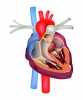 Válvula cardíaca