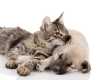Pulgas, carraças e mosquitos: os riscos que o verão traz para cães e gatos